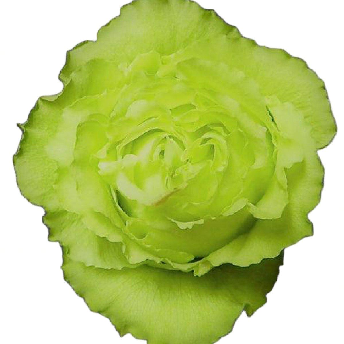 Lemonade Green Roses Wholesale | Bulk Green Roses – 48LongStems.com