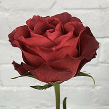 Load image into Gallery viewer, Leonides Terracotta Roses Wholesale - 48LongStems.com
