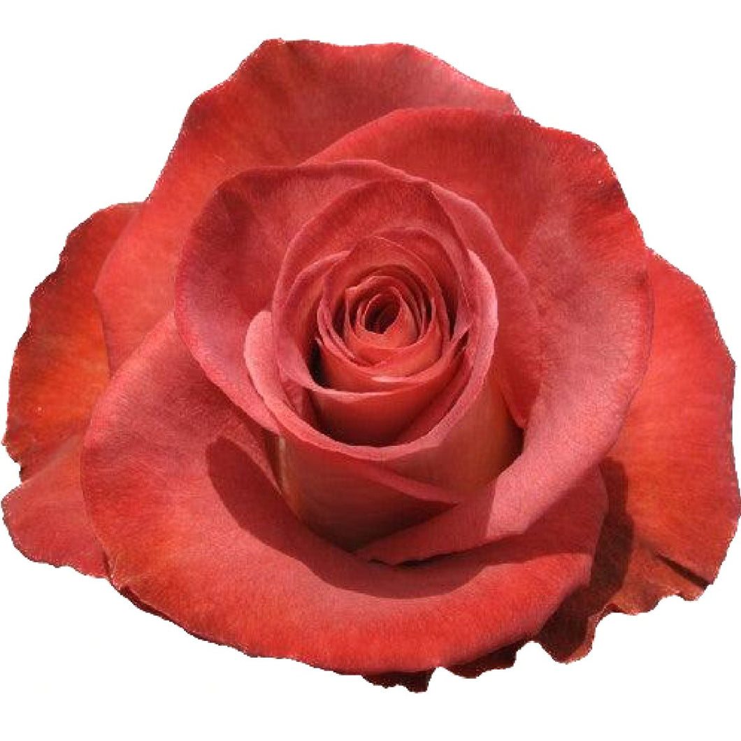 Leonides Terracotta Roses Wholesale - 48LongStems.com
