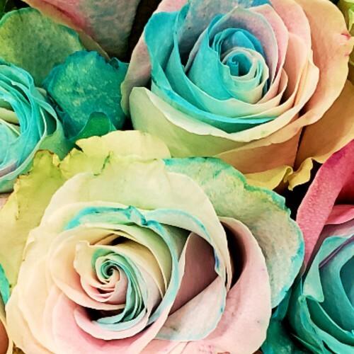 Light Pastel Rainbow Rose Bouquet 12-Stem - 48LongStems.com