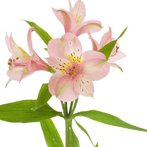 Light Pink Blush Alstroemeria - 48LongStems.com