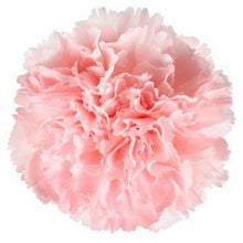 Load image into Gallery viewer, Light Pink Carnations - Standard - 48LongStems.com
