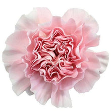 Load image into Gallery viewer, Light Pink Carnations - Standard - 48LongStems.com
