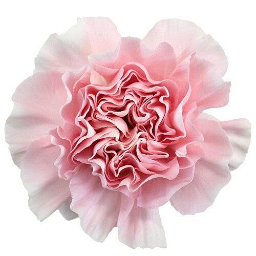 Light Pink Carnations - Standard - 48LongStems.com