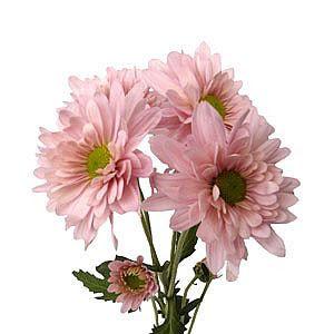 Light Pink Daisies - Wholesale - 48LongStems.com
