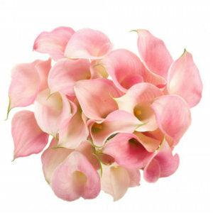 Light Pink Mini Calla Lilies - Wholesale - 48LongStems.com