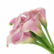 Load image into Gallery viewer, Light Pink Mini Calla Lilies - Wholesale - 48LongStems.com
