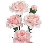 Load image into Gallery viewer, Light Pink Mini Carnations - 48LongStems.com
