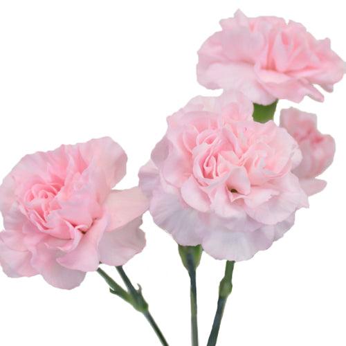 Light Pink Mini Carnations - 48LongStems.com