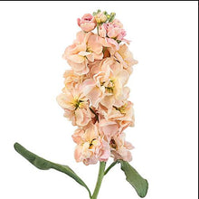 Load image into Gallery viewer, Light Pink Peach Stock - 48LongStems.com
