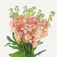 Load image into Gallery viewer, Light Pink Peach Stock - 48LongStems.com
