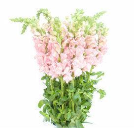 Light Pink Snapdragons - 48LongStems.com