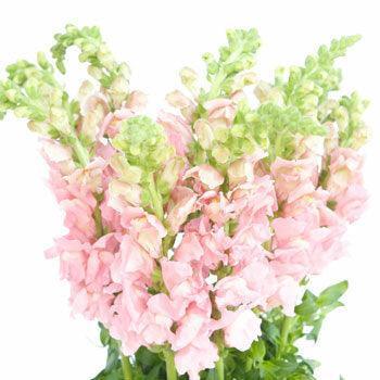 Light Pink Snapdragons - 48LongStems.com