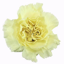 Load image into Gallery viewer, Light Yellow Carnations - Standard - 48LongStems.com
