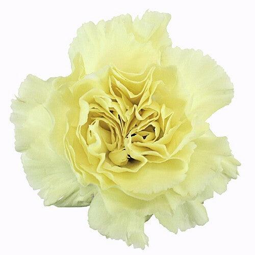 Light Yellow Carnations - Standard - 48LongStems.com