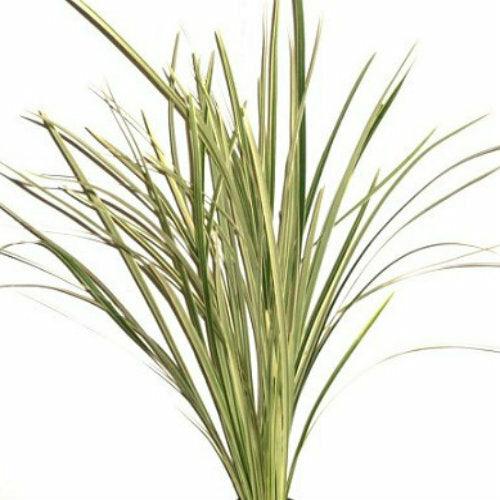 Lily Grass Variegated - Wholesale - 48LongStems.com