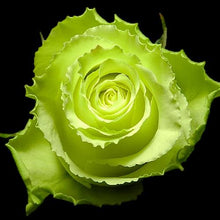 Load image into Gallery viewer, Limbo Green Roses Wholesale - 48LongStems.com
