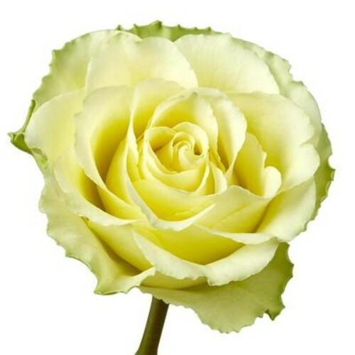 Limbo Green Roses Wholesale - 48LongStems.com