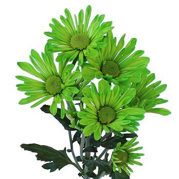 Lime Green Tinted Daisies - Wholesale - 48LongStems.com