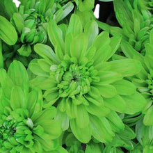 Load image into Gallery viewer, Lime Green Tinted Daisies - Wholesale - 48LongStems.com
