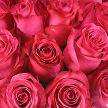Load image into Gallery viewer, Lola Hot Pink Roses Wholesale - 48LongStems.com
