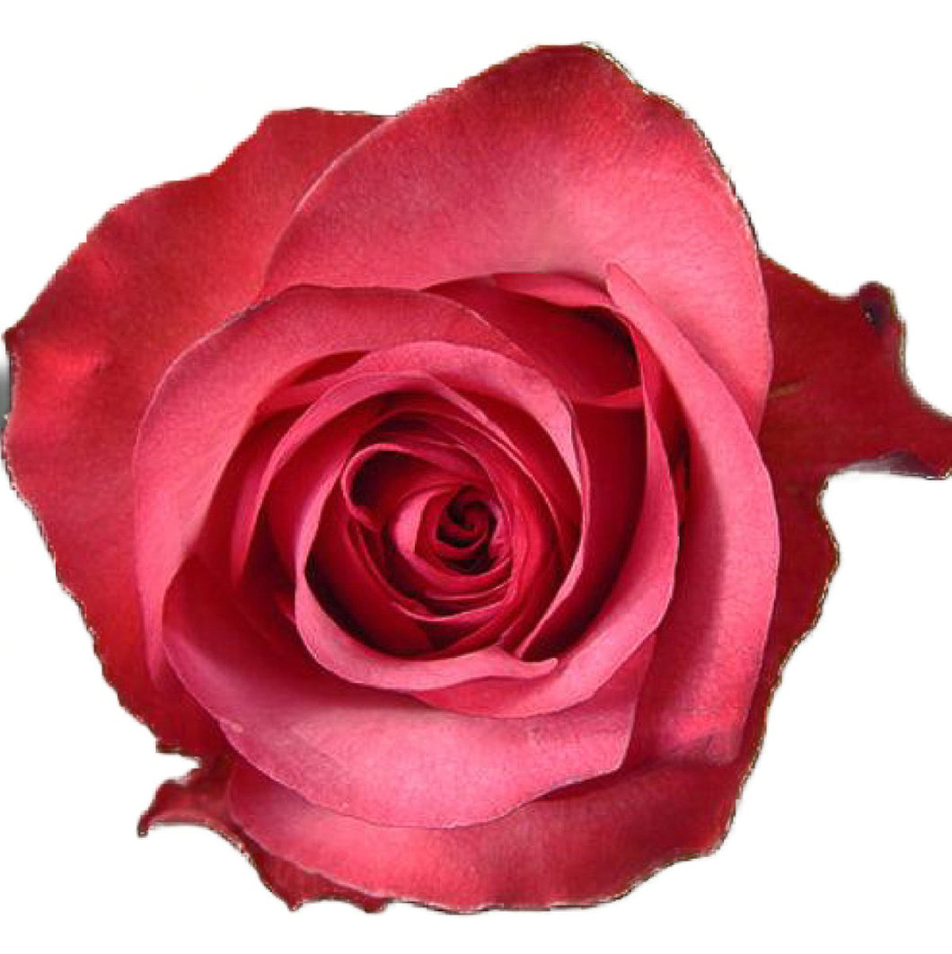 Lola Hot Pink Roses Wholesale - 48LongStems.com