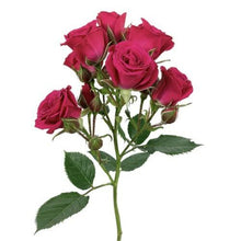 Load image into Gallery viewer, Lovely Lydia Hot Pink Spray Roses - 40cm - 48LongStems.com
