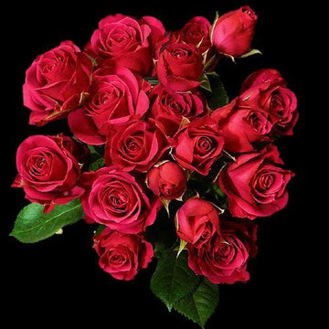 Lovely Lydia Hot Pink Spray Roses | Spray Roses – 48LongStems.com