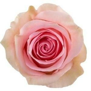 Luciano Pink Roses Wholesale - 48LongStems.com