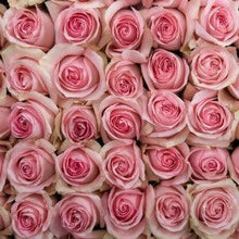 Load image into Gallery viewer, Luciano Pink Roses Wholesale - 48LongStems.com
