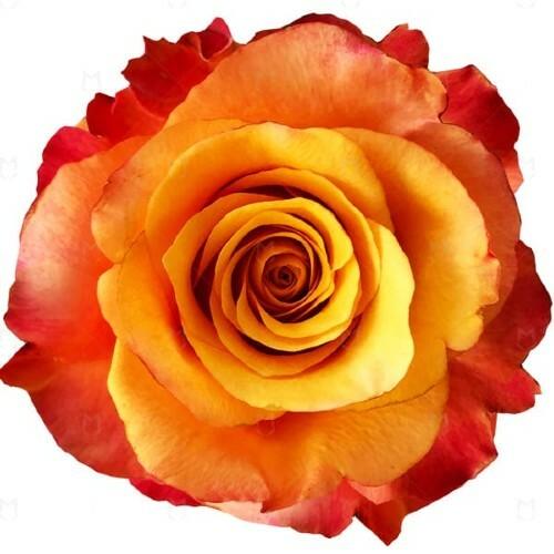 Lumia Orange Roses Wholesale - 48LongStems.com