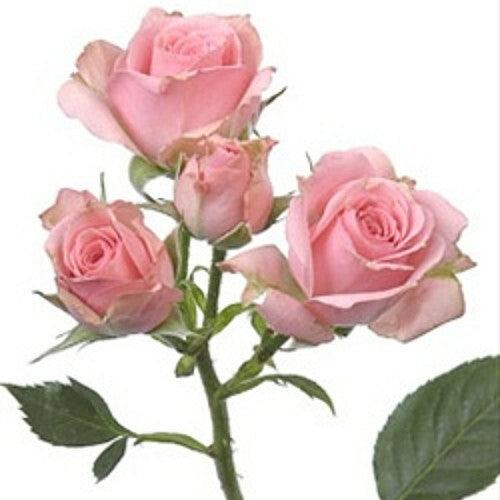 Lydia Light Pink Spray Rose - 40cm - 48LongStems.com