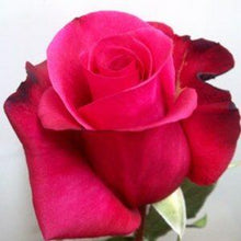 Load image into Gallery viewer, Malena Pink Roses Wholesale - 48LongStems.com
