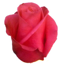 Load image into Gallery viewer, Malena Pink Roses Wholesale - 48LongStems.com
