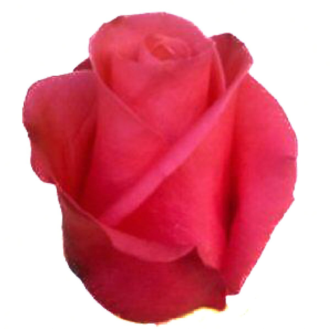 Malena Pink Roses Wholesale - 48LongStems.com