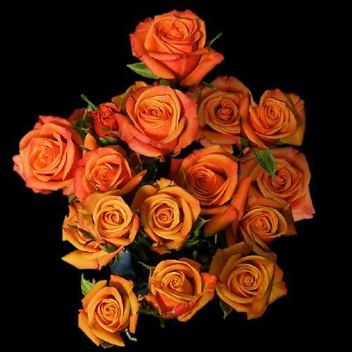 Rose Mambo Mambo Orange Spray Roses | Wholesale Spray Roses – 48LongStems.com