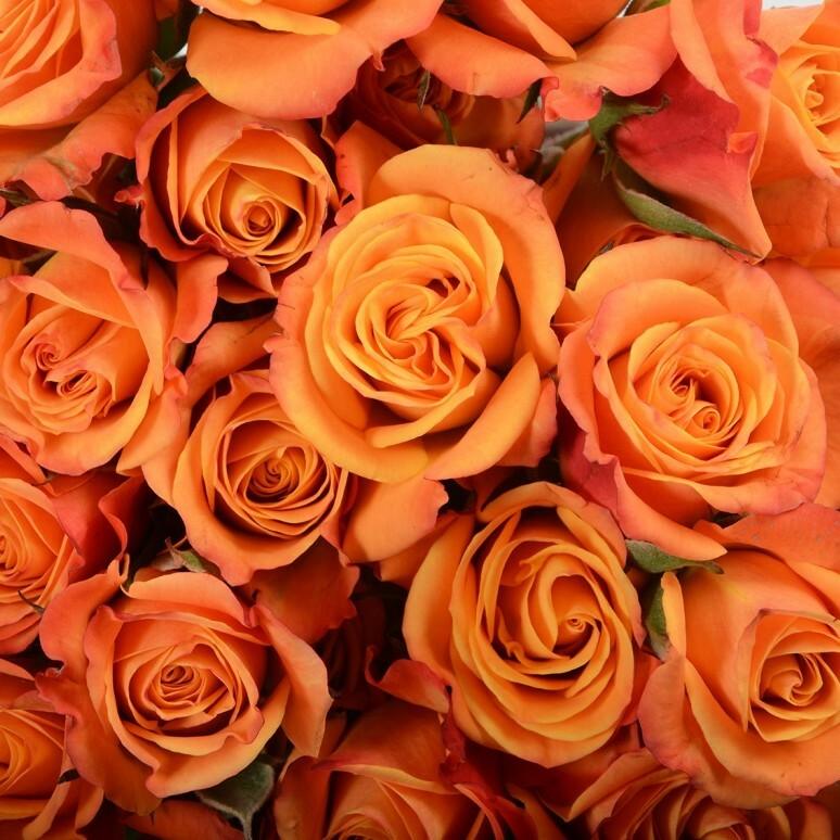 Spray Roses, Dried, Natural Orange, x 10 Stems - Atlas Flowers