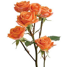 Load image into Gallery viewer, Mambo Orange Spray Rose - 40cm - 48LongStems.com
