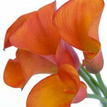 Load image into Gallery viewer, Mango Mini Calla Lilies - Wholesale - 48LongStems.com

