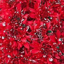 Load image into Gallery viewer, Marshmallow Cupcake Red Mum Bouquets - 48LongStems.com
