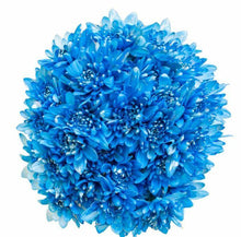 Load image into Gallery viewer, Marshmallow Cupcake Shocking Blue Mum Bouquets - 48LongStems.com
