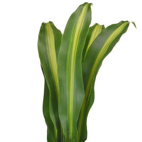 Masajeana Green Leaves - Wholesale - 48LongStems.com