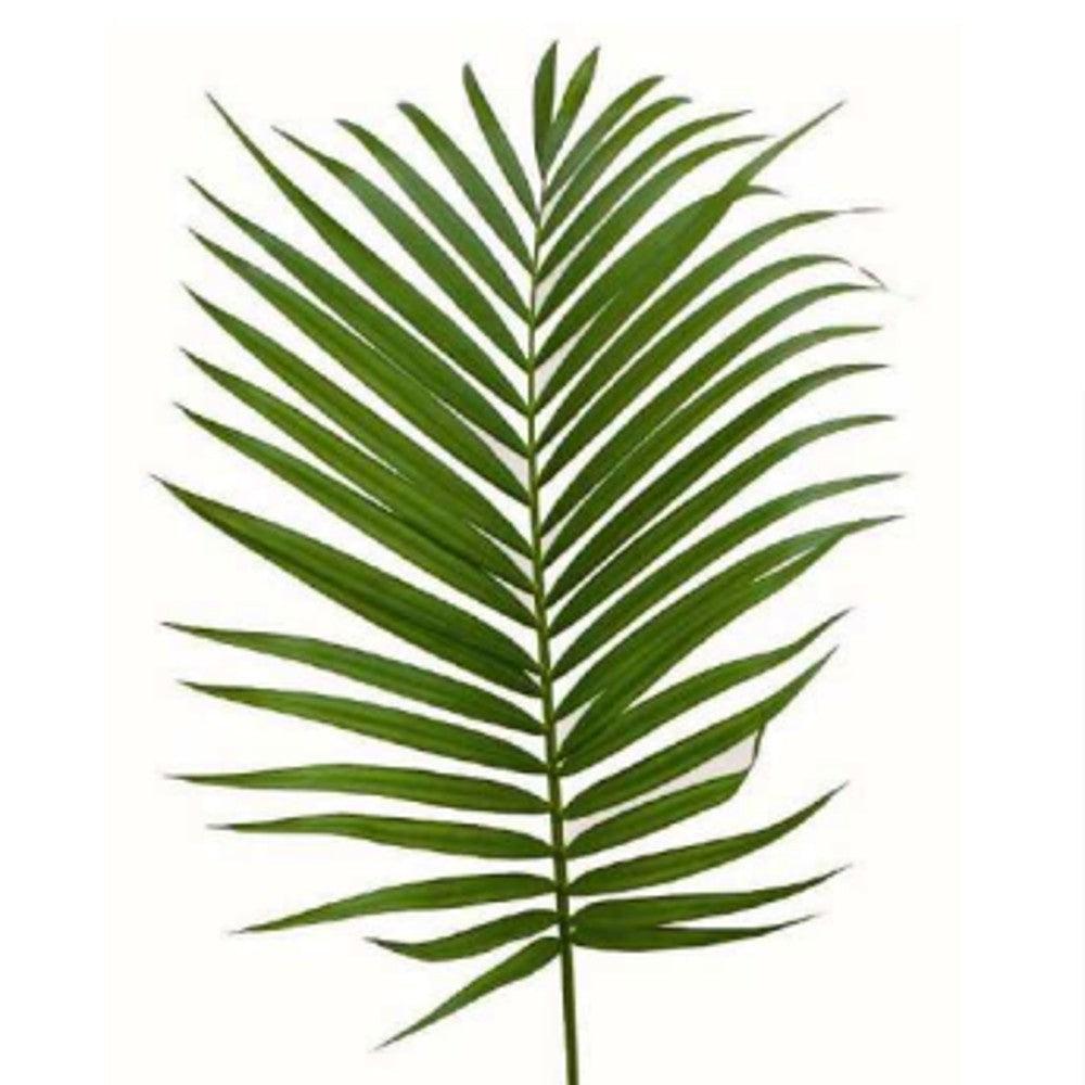 Medium Areca Palm Leaves - Wholesale - 48LongStems.com