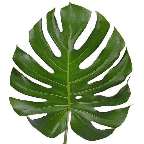 Medium Monstera Leaves - Wholesale - 48LongStems.com