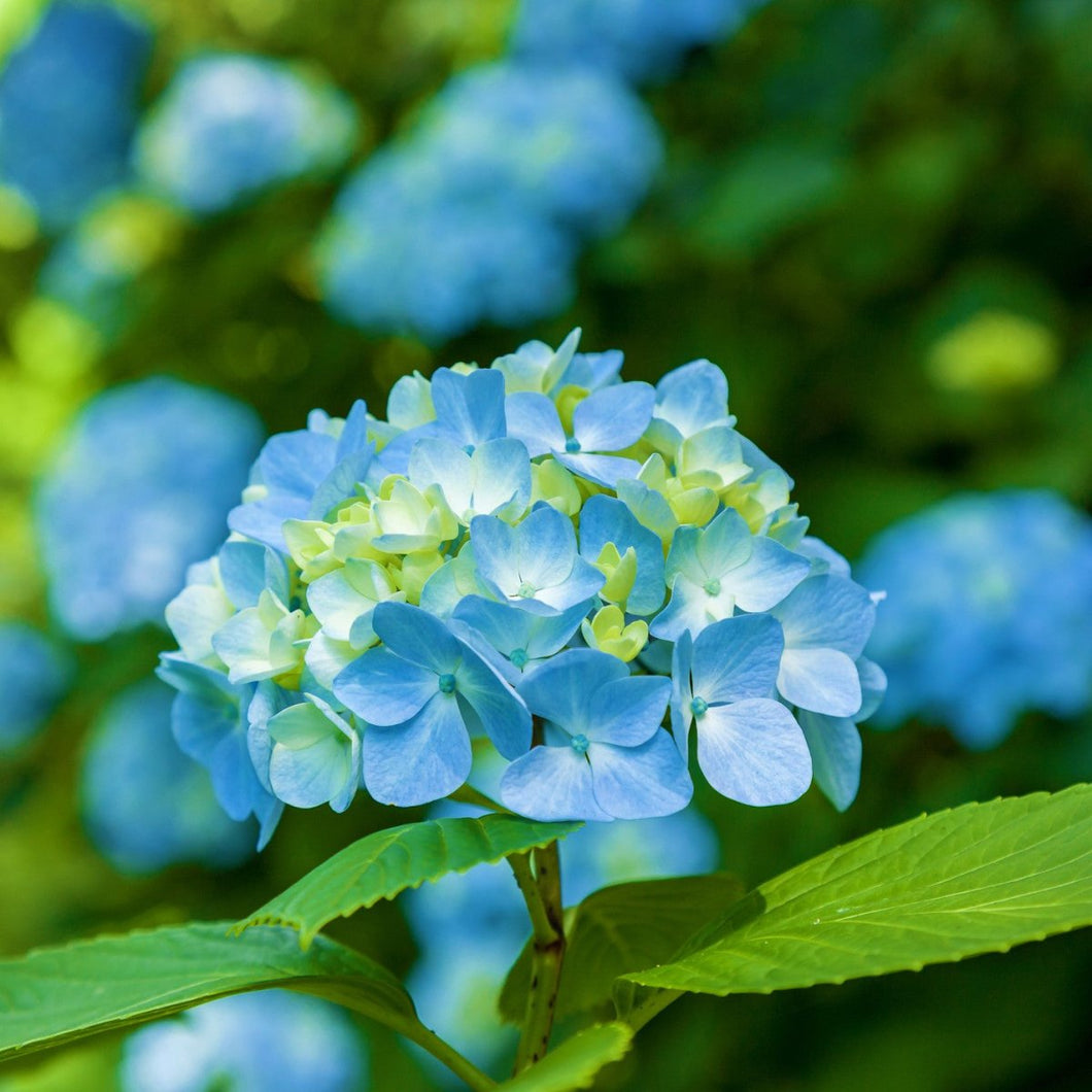 Mini Blue Hydrangeas - Wholesale - 48LongStems.com