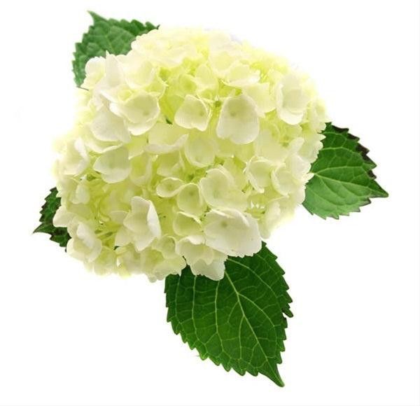 Mini White Hydrangeas - Wholesale - 48LongStems.com
