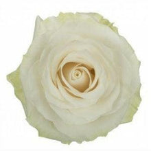 Load image into Gallery viewer, Mondial White Roses Wholesale - 48LongStems.com
