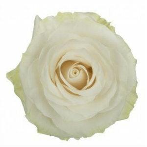 Mondial White Roses Wholesale - 48LongStems.com