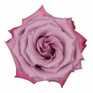 Moody Blues Lavender Roses Wholesale - 48LongStems.com