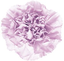 Moonaqua Lavender Carnation-Select - 48LongStems.com
